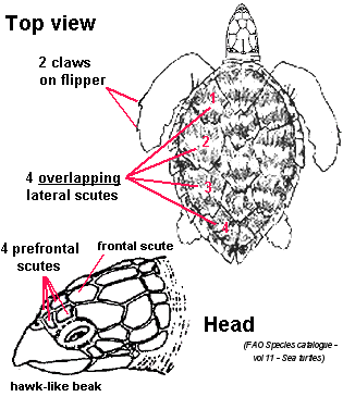 hawks-id